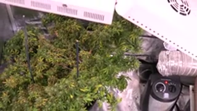 WESTMINSTER COLORADO-2015: Zoomed Out Plant Under Sun Lamp and Near Heat Source