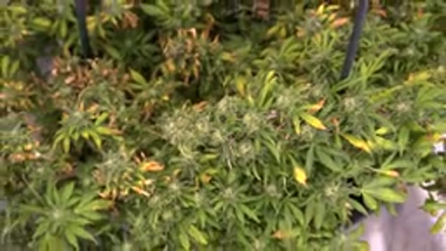 WESTMINSTER COLORADO-2015: Camera Zooms Out On A Table With Plants Over