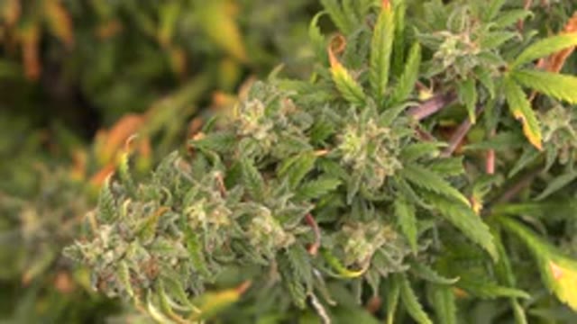 WESTMINSTER COLORADO-2015: Cannabis Plants Growing Under Light In A Room