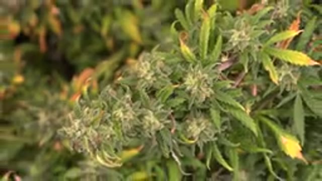 WESTMINSTER COLORADO-2015: Close Up Of A Marijuana Plant Near Concrete Zoomed In
