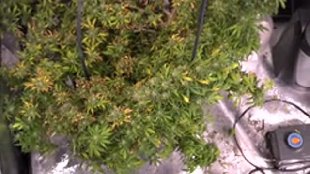 WESTMINSTER COLORADO-2015: Indoor White Green And Orange Hydroponic Plants