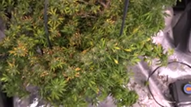 WESTMINSTER COLORADO-2015: Cannabis Plants In A Grow Room Growing