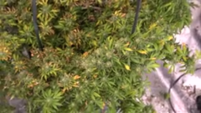 WESTMINSTER COLORADO-2015: An Indoor White Green And Orange Hydroponic Plant