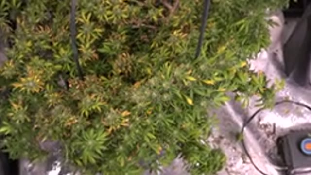 WESTMINSTER COLORADO-2015: Marijuana Plant With Different Colours At Greenhouse