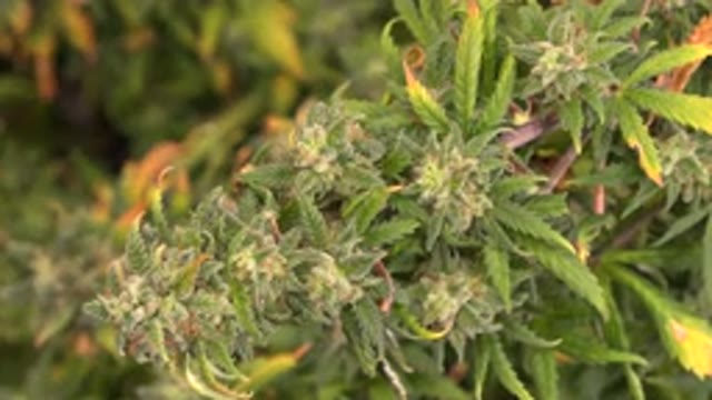 WESTMINSTER COLORADO-2015: A Still Image Zooms In On A Marijuana Plant Which Is