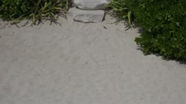 PLAYA DEL CARMEN MEXICO-2015: Statue With Plants And Sand At The Beach