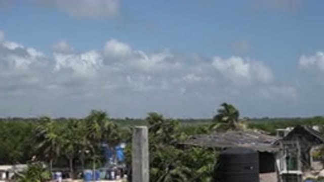PLAYA DEL CARMEN MEXICO-2015: A Beautiful And Green Forest Area With Trees