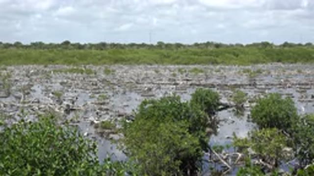 PLAYA DEL CARMEN MEXICO-2015: A Mucky Swamp Area With Green Moss And Leaves