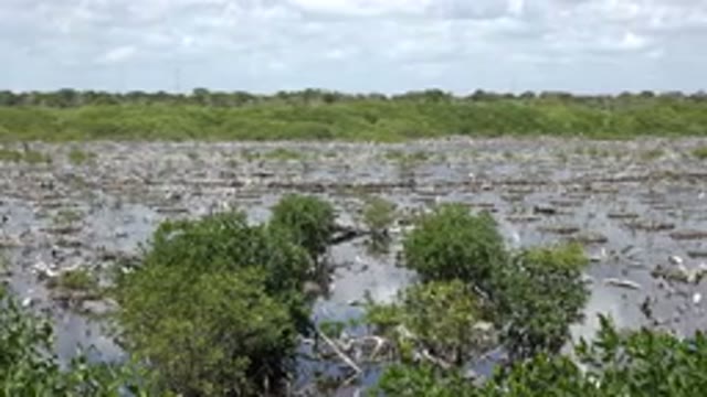 PLAYA DEL CARMEN MEXICO-2015: River With Aquatic Plants In It
