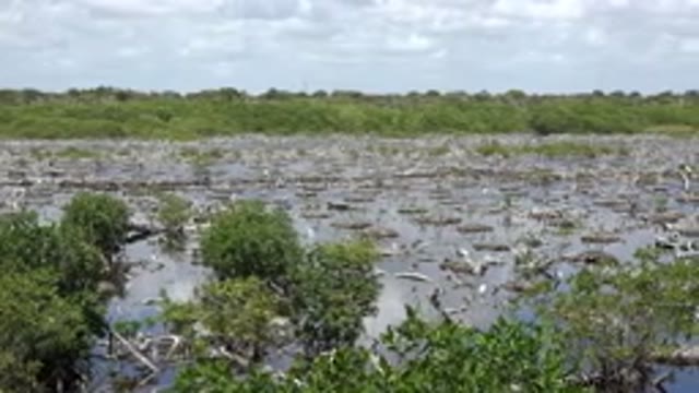PLAYA DEL CARMEN MEXICO-2015: Camera Pans From Left To Right Over Marshy Area