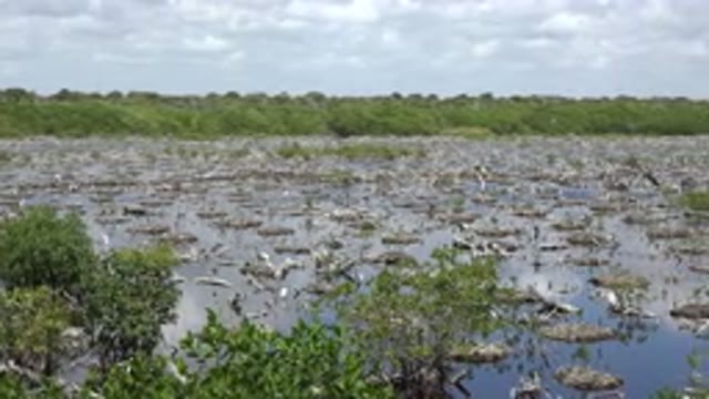 PLAYA DEL CARMEN MEXICO-2015: Camera Pans From Left To Right Across Marshy Area