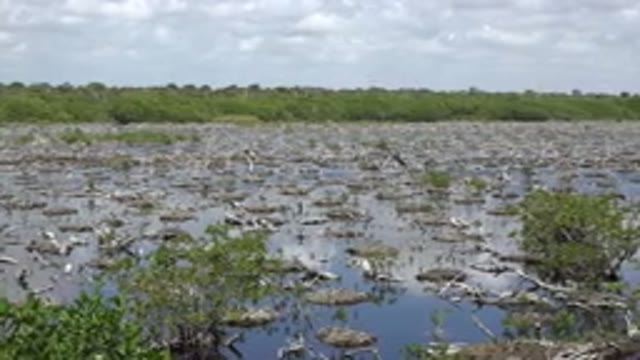 PLAYA DEL CARMEN MEXICO-2015: Green Trees And White Clouds On A Sunny Day
