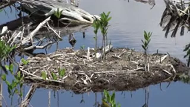 PLAYA DEL CARMEN MEXICO-2015: Swamp Land Nest Showing The Beauty Of It