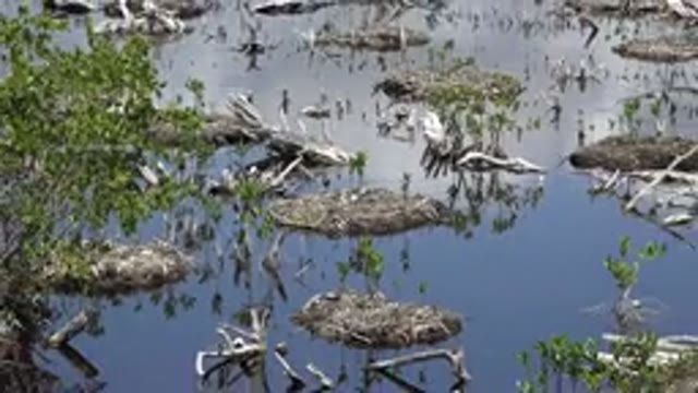 PLAYA DEL CARMEN MEXICO-2015: A Clear Panoramic Of The Swamp Near Her House