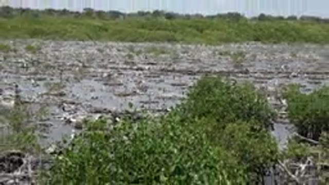 PLAYA DEL CARMEN MEXICO-2015: A Camera Pan Out To Reveal A Marsh In A Field