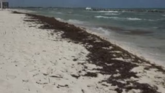 PLAYA DEL CARMEN MEXICO-2015: Waves Crashing Against The Shore Waring Up Lots Of
