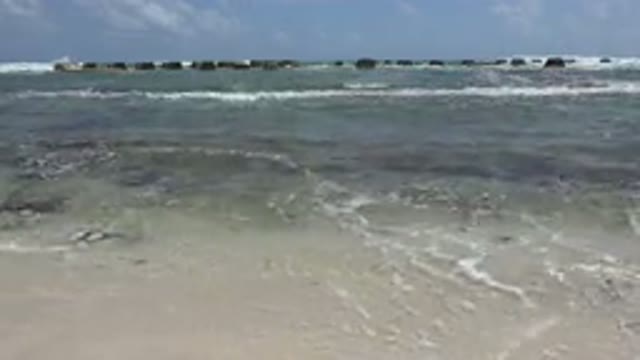 PLAYA DEL CARMEN MEXICO-2015: Seaweed Caning Underneath The Waves As They Crash