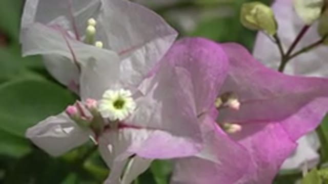 PLAYA DEL CARMEN MEXICO-2015: Beautiful Flower With Petals In Lilac Gradient