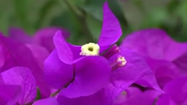 PLAYA DEL CARMEN MEXICO-2015: Focus On A Small Beautiful Flower