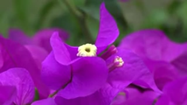 PLAYA DEL CARMEN MEXICO-2015: Camera Focuses On Fuchsia Colored Flowers With