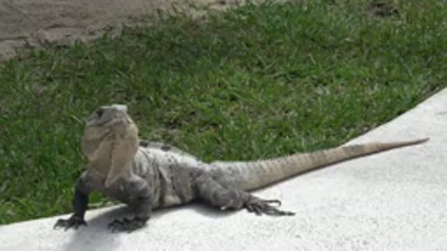 PLAYA DEL CARMEN MEXICO-2015: Lizard Standing On The Ground Looking Around