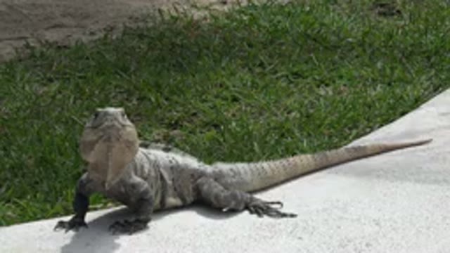 PLAYA DEL CARMEN MEXICO-2015: An Alligator Crawling On A Rock Near Green Vegetation