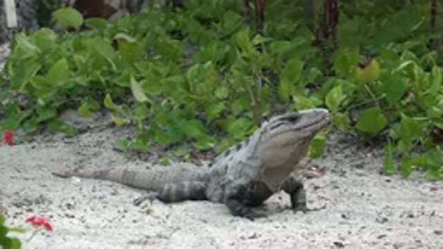 PLAYA DEL CARMEN MEXICO-2015: Cold Blooded Reptile Sunbathing On Sandy Area In