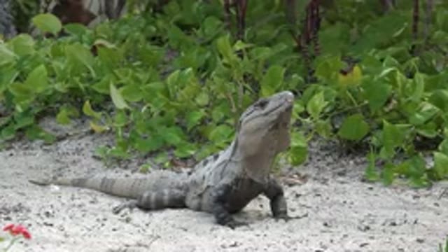PLAYA DEL CARMEN MEXICO-2015: Reptile Creature Roaming Green Plants Around On An