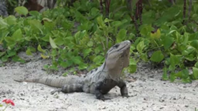 PLAYA DEL CARMEN MEXICO-2015: Gray Iguana Poses For Camera Moves Head