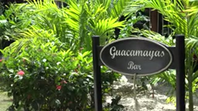 PLAYA DEL CARMEN MEXICO-2015: Brown Guayama Bar Sign And Small Palm Trees On A