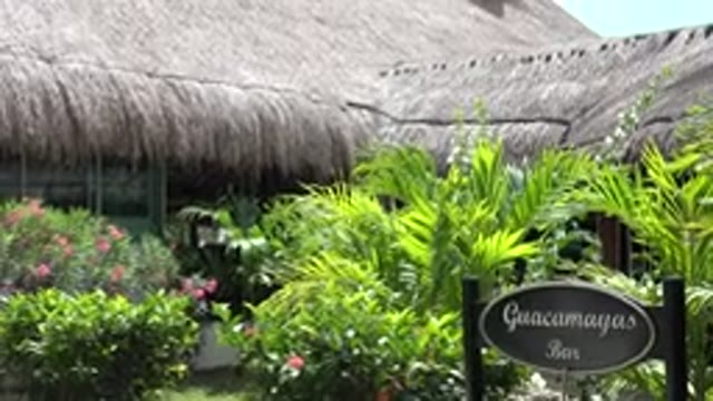 PLAYA DEL CARMEN MEXICO-2015: Brown Hut With Small Green Palm Trees On A Clear Day