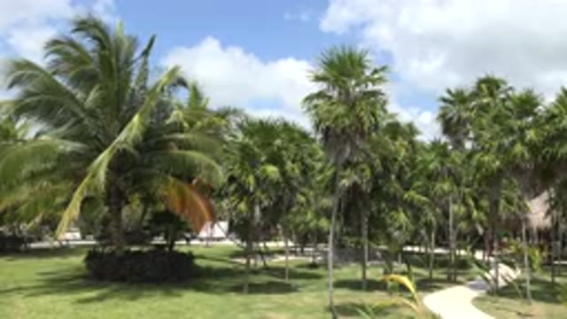 PLAYA DEL CARMEN MEXICO-2015: Green Palm Trees Blue Sky And White Clouds On A