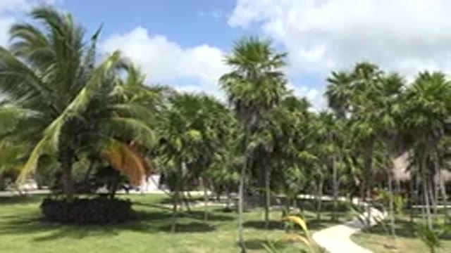 PLAYA DEL CARMEN MEXICO-2015: Beautiful Trees In A Park In A Sunny Day