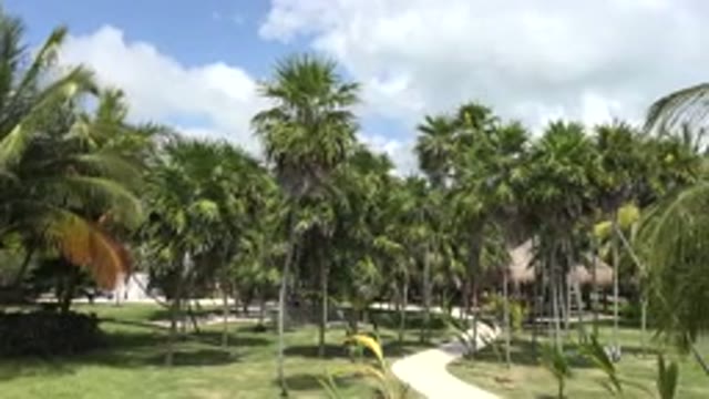 PLAYA DEL CARMEN MEXICO-2015: An Empty Road With Lots Of Trees Around