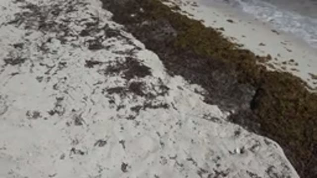 PLAYA DEL CARMEN MEXICO-2015: Birds Eye Sea Water Lapping A Raised Shore On A