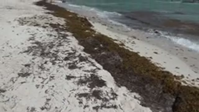 PLAYA DEL CARMEN MEXICO-2015: The Shore Of The Ocean Showing Waves Bringing In