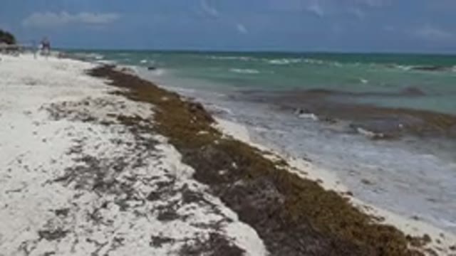 PLAYA DEL CARMEN MEXICO-2015: A Beach Of Calm Waves And Clear And Dirty Waters
