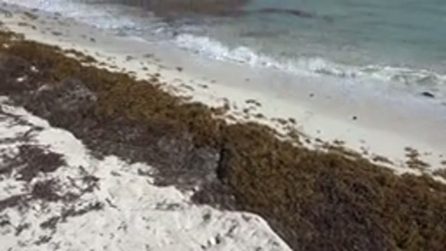 PLAYA DEL CARMEN MEXICO-2015: Soft Waves Lapping At The Shore Of A White Sand Beach