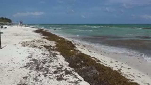 PLAYA DEL CARMEN MEXICO-2015: Panoramic View of the Sea on the Beach with Greenish Water