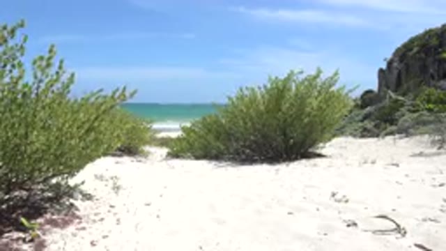 TULUM MEXICO-2015: Scene Of The Wind Swaying The Vegetation On The Beach Sand
