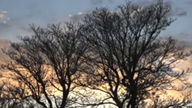 DENVER COLORADO-2015: Tree Silhouette Over Sunset