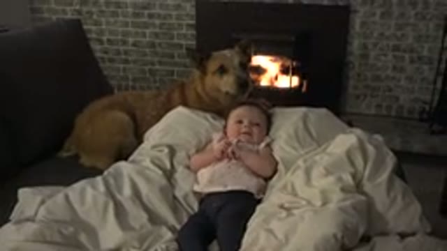 WESTMINSTER COLORADO-2015: Brown Dog Sits Between Baby Wearing White Shirt And Child