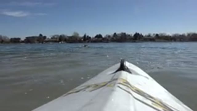 HIDDEN LAKE COLORADO-2015: White Object Floating On Murky Lake Water On A Sunny