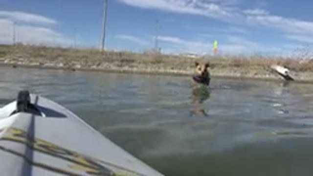 HIDDEN LAKE COLORADO-2015: Dog In Rescue Outfit Swimming Towards Boat In The
