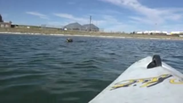 HIDDEN LAKE COLORADO-2015: Crazy Dog Swims Next To Kayaker On Lake