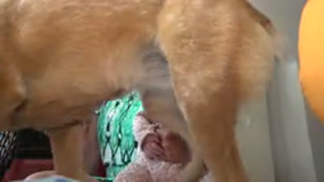 WESTMINSTER COLORADO-2015: Mother Holding Baby Girl At Home While Dog Lassa Approaches