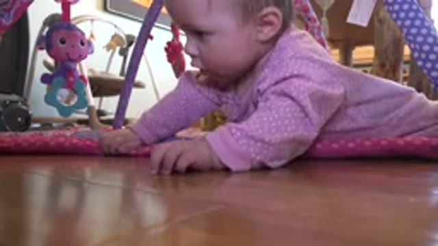 WESTMINSTER COLORADO-2015: Baby Crawling On The Wooden Floor Looking To His