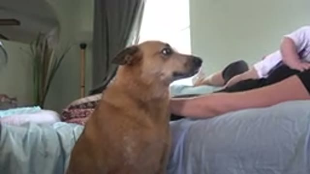 WESTMINSTER COLORADO-2015: Cute Dog Beside Bed Looking At Baby Being Held By A Woman