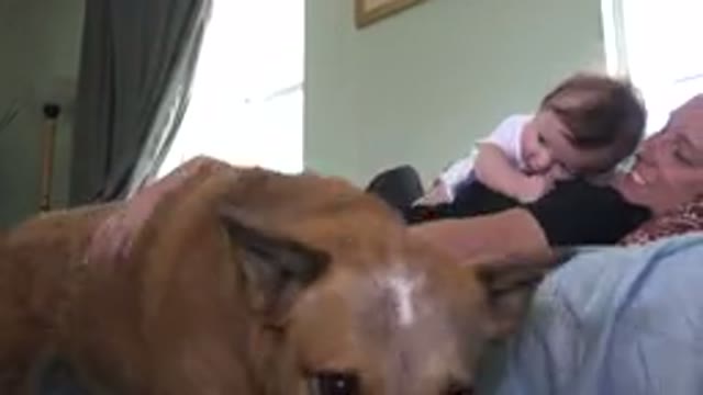 WESTMINSTER COLORADO-2015: Brown Dog Walks Away From Woman Wearing Black Shirt Holding Baby
