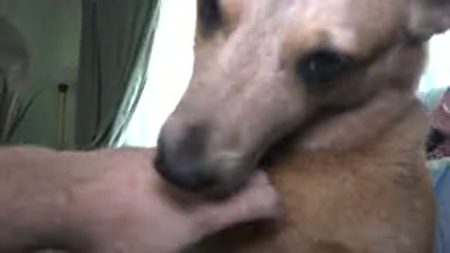 WESTMINSTER COLORADO-2015: Dog Plays Biting His Guardian's Hand While Curious